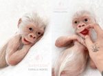 Gorilla-Pet-Silicone-Baby.jpg